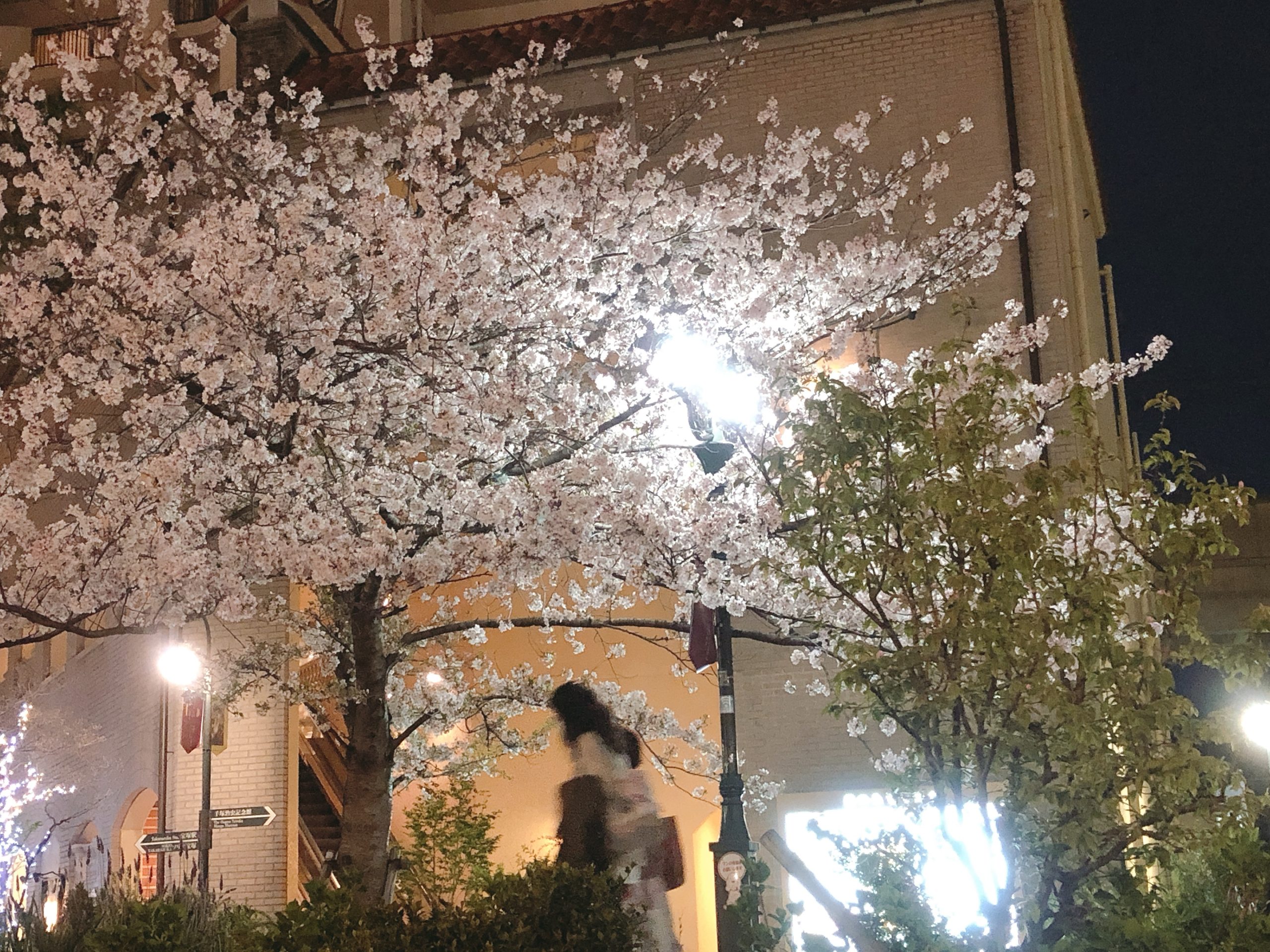 宝塚の夜桜
